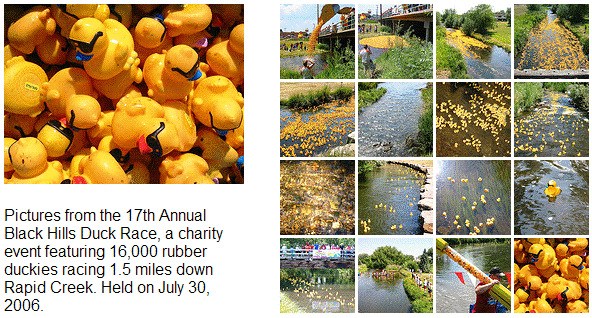 Duck race pictures